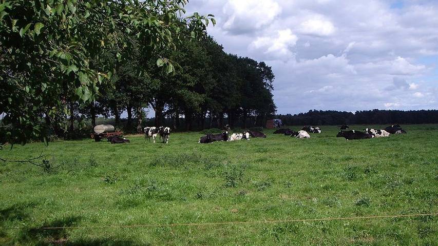 Ferienhaus für 5 Personen, mit Garten, mit Haustier in Landkreis Heidekreis - 2