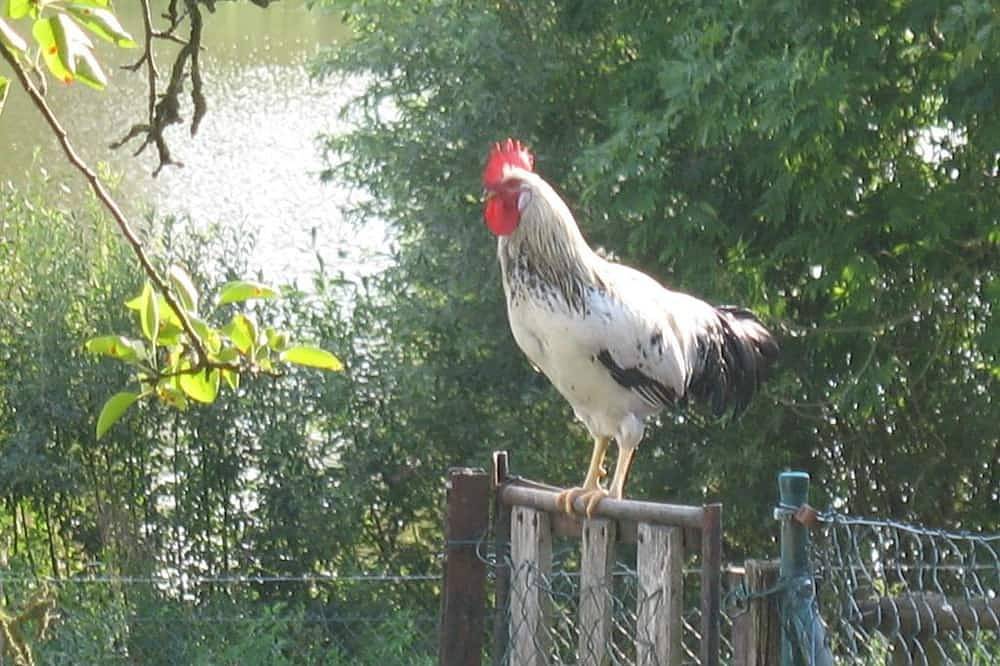 Ganze Wohnung, Variante 1: Ferienwohnung, 1.Og, 1 Wohn-Schlafraum - Hof am See in Kittlitz (Herzogtum Lauenburg), Naturpark Lauenburgische Seen