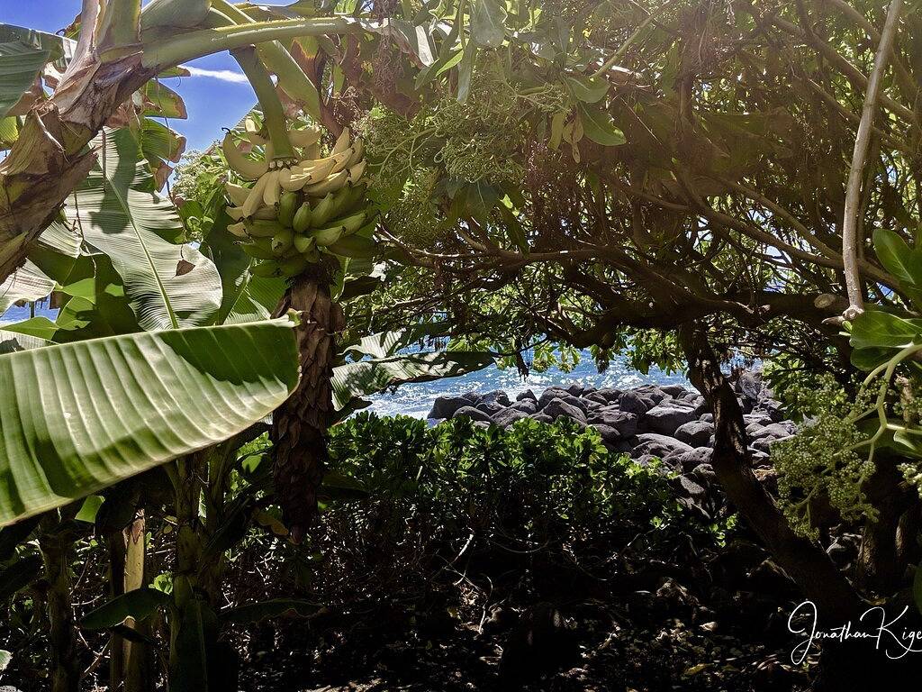 Atemberaubende Oceanfront Cottage in Kahaluu Beach Park, Kahaluu-Keauhou