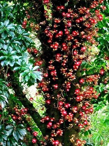 Agriturismo für 22 Personen in Areal, Rio de Janeiro (Bundesstaat), Bild 2