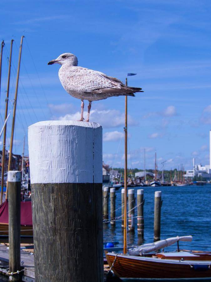 Ferienwohnung für 2 Personen, mit Balkon und Ausblick sowie Seeblick, mit Haustier in Schausende - 4