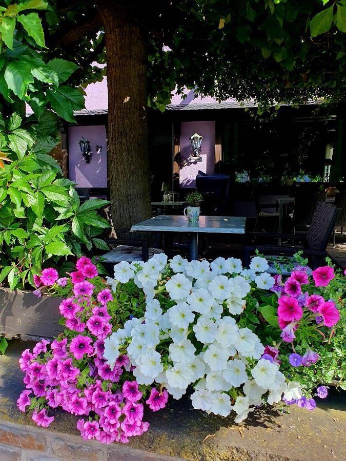 Bachmeier's Gasthaus Traube Niederfell in Niederfell, Osteifel