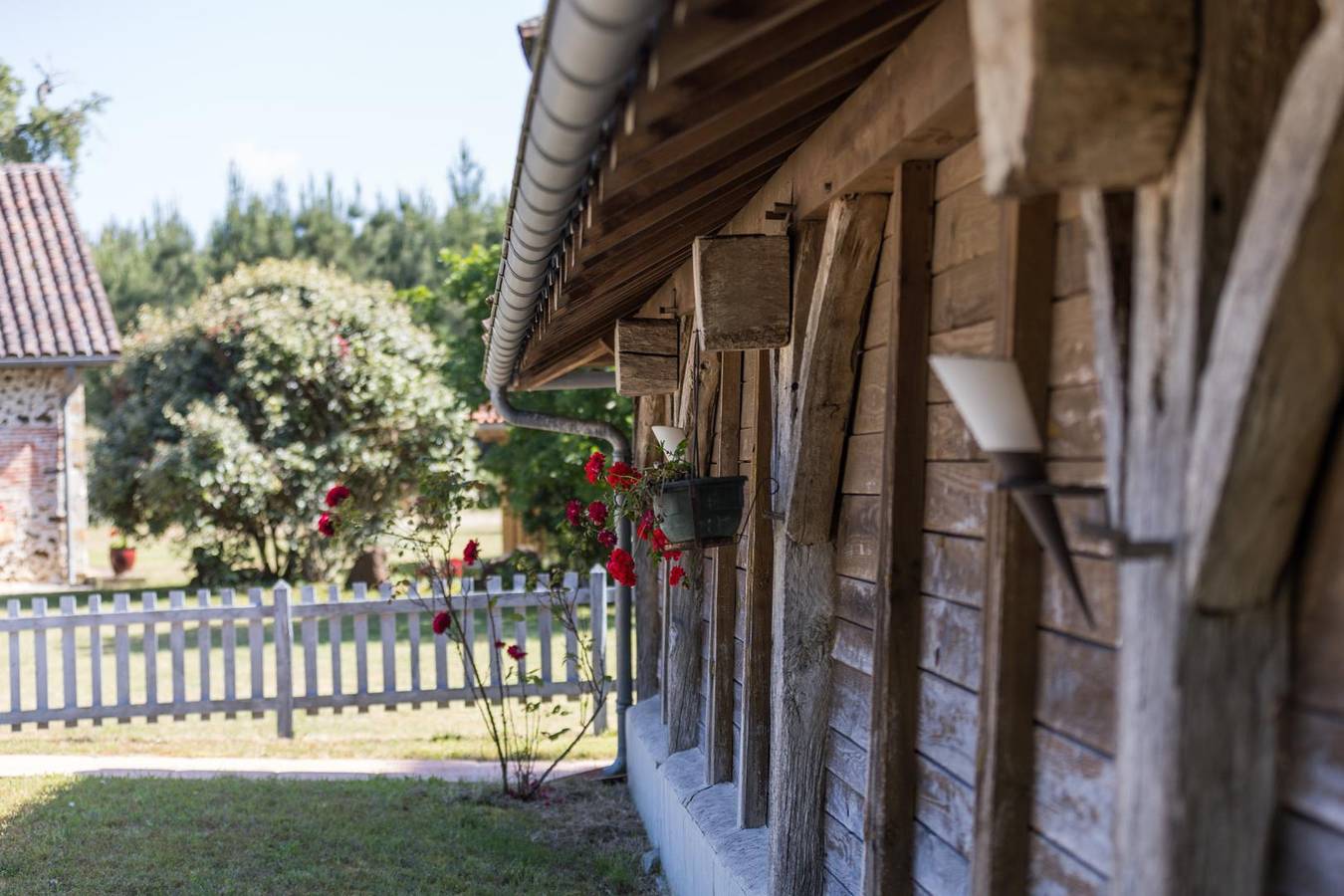 Safrachêne in Landes