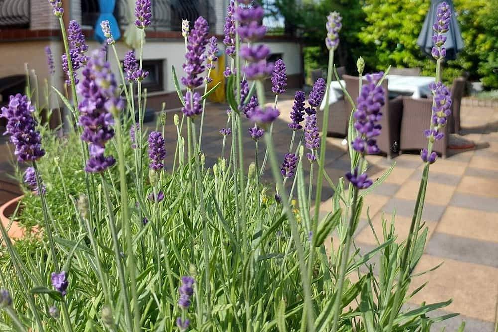 Ganze Wohnung, Family-sized Apartment surrounded by beautiful nature. in Ozalj, Karlovac und Umgebung