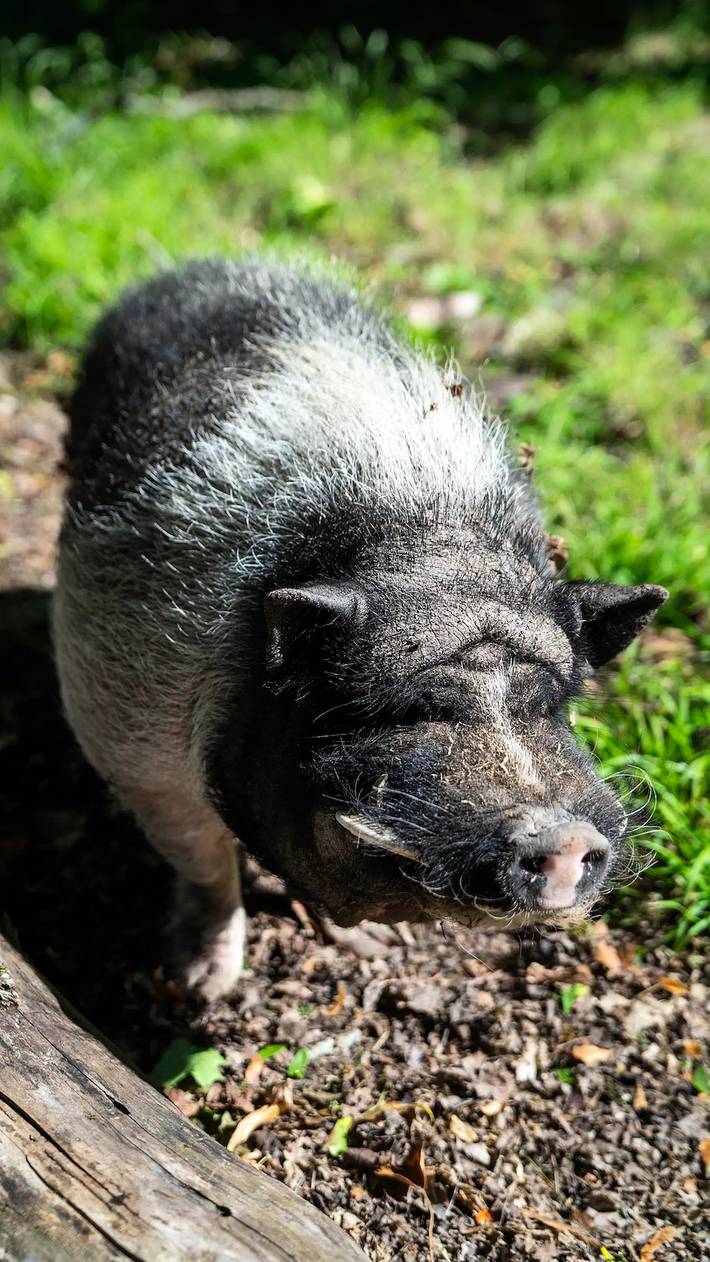 Gîte pour 5 personnes, avec terrasse ainsi que piscine et sauna à Bar-sur-Aube - 4