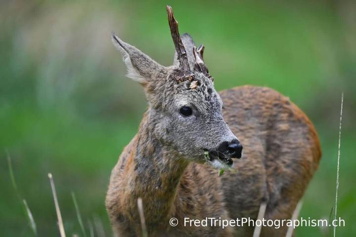 Location de vacances pour 6 personnes, avec jardin à Issac - 2