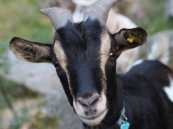 Bauernhof für 4 Personen, mit Balkon/Terrasse und Balkon, mit Haustier in Neunburg vorm Wald - 3