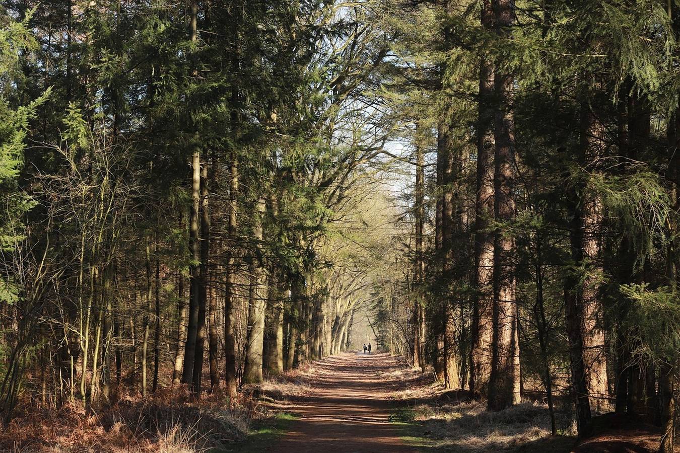 Natuurhuisje aan Duinrand in Soest (Niederlande), Utrecht und Umgebung