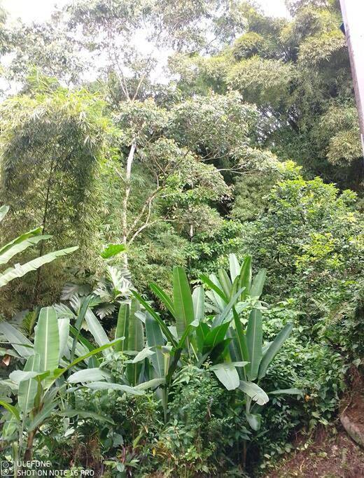 Gîte pour 2 personnes, avec vue et jardin, animaux acceptés dans Saint-Joseph (Martinique) - 2