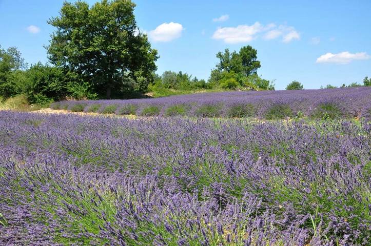Location de vacances pour 5 personnes, avec jardin ainsi que vue et piscine à Générargues - 2