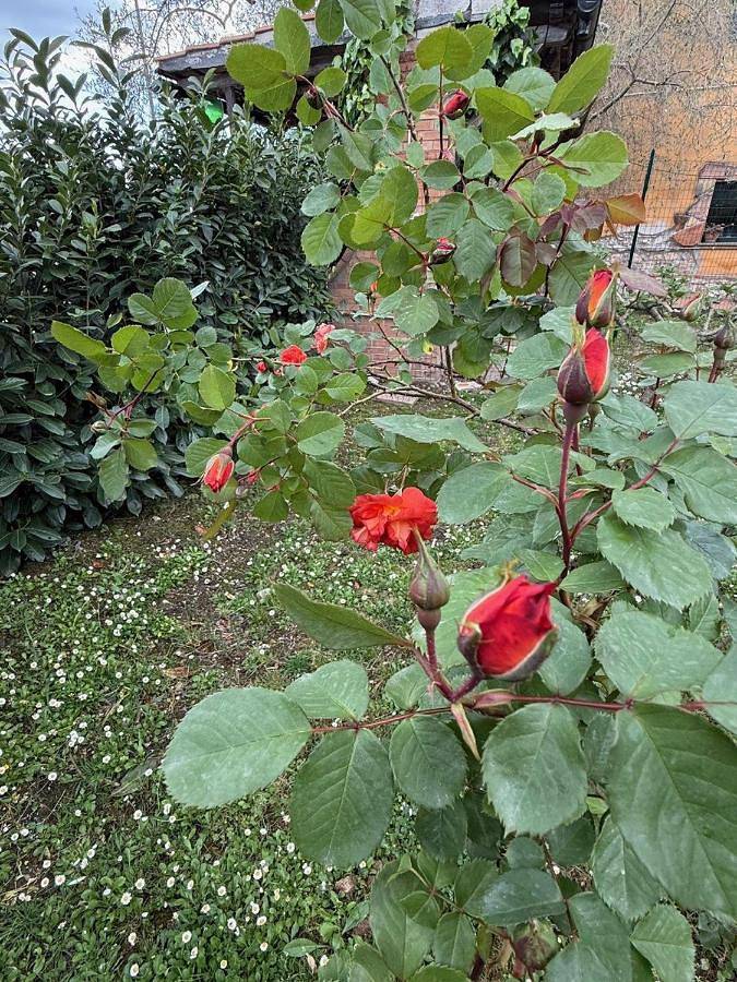 Gîte pour 2 personnes, animaux acceptés à Giove - 4