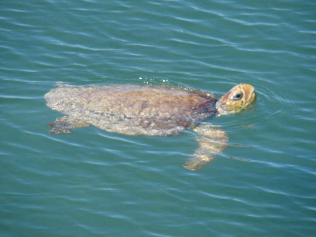 Sunset Villas - Affordable Open Waterfront Accommodations with Dockage & Ramp in Duck Key, Monroe County