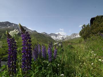 Hütte für 4 Personen in Arosa, Plessur, Bild 4