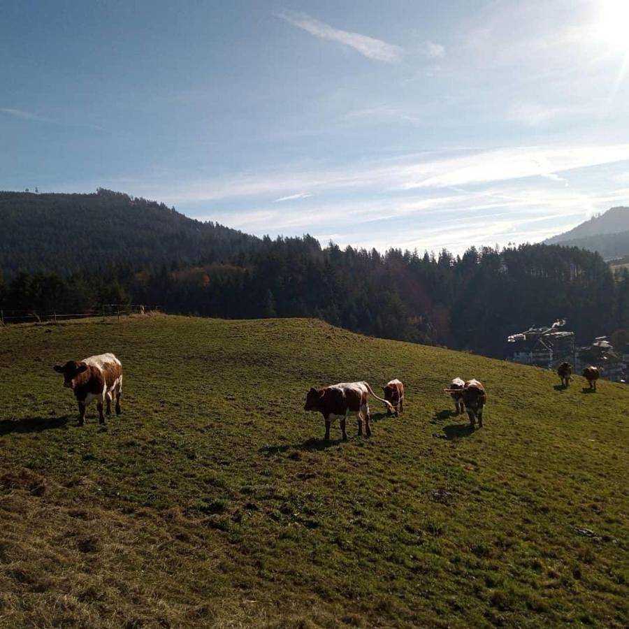 S'heimatgfühl in Baiersbronn, Nordschwarzwald