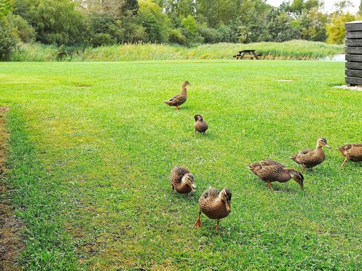 Ferienhaus für 6 Personen, mit Garten, mit Haustier auf Langeland - 4