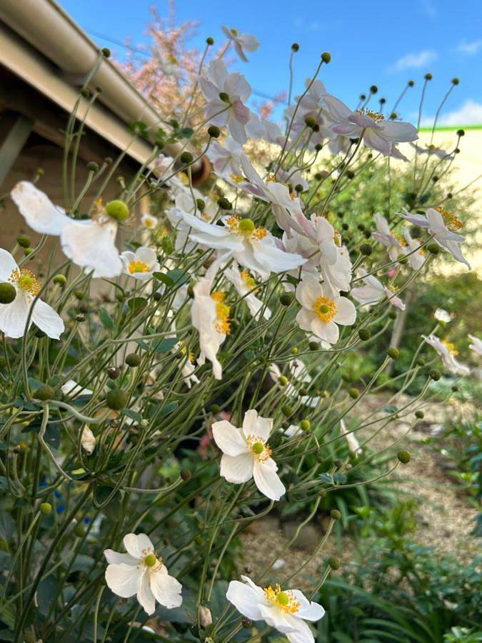 Gîte pour 3 personnes, avec jardin à Arques - 3