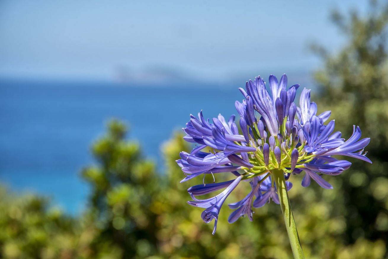 Alghero Villa Barranch avec vue sur la mer et piscine pour 6 personnes in Alghero, Province de Sassari