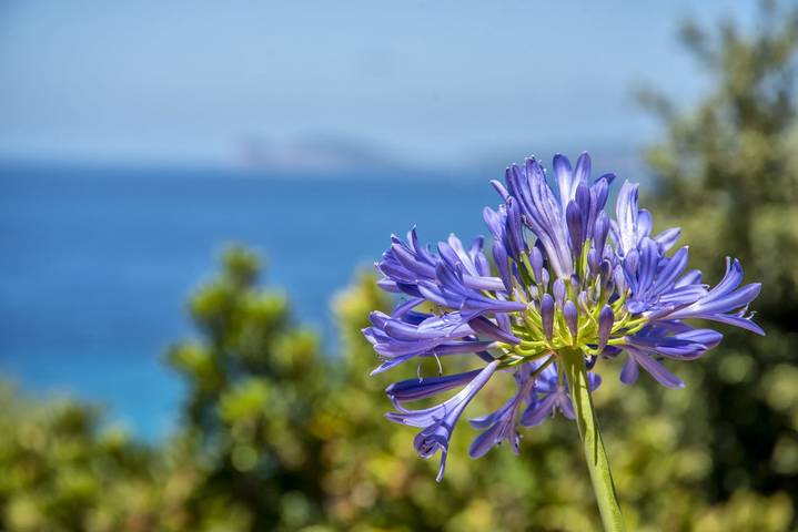 Villa pour 6 personnes, avec jardin ainsi que piscine et vue sur l’océan, animaux acceptés à Alghero - 3