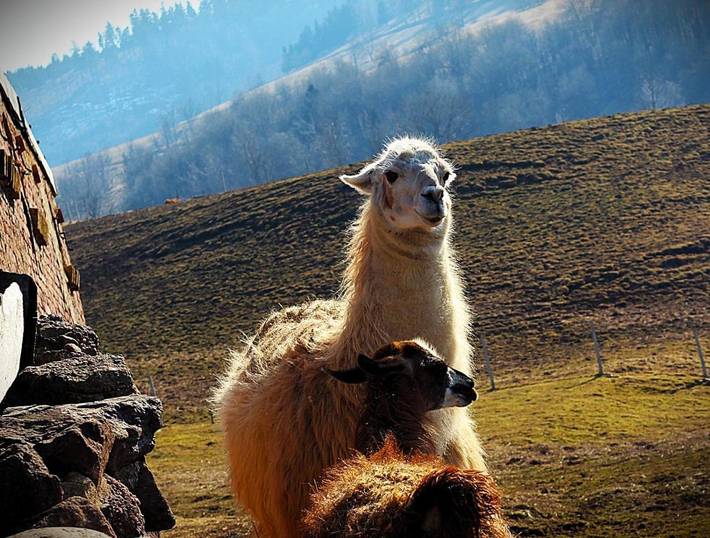 Zelt für 2 Personen, mit Ausblick und Kinderpool sowie Garten in Niederschlesien - 3