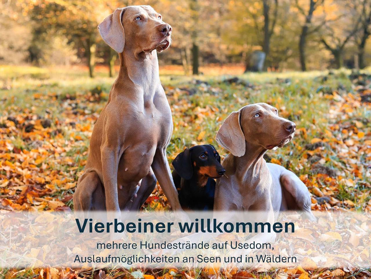 Ganze Ferienwohnung, Heringsdorf, Reetdachhaus bis 10 Personen (Gerdi) - Heringsdorf, Ferienhaus Gerdi in Drei Kaiserbäder, Heringsdorf