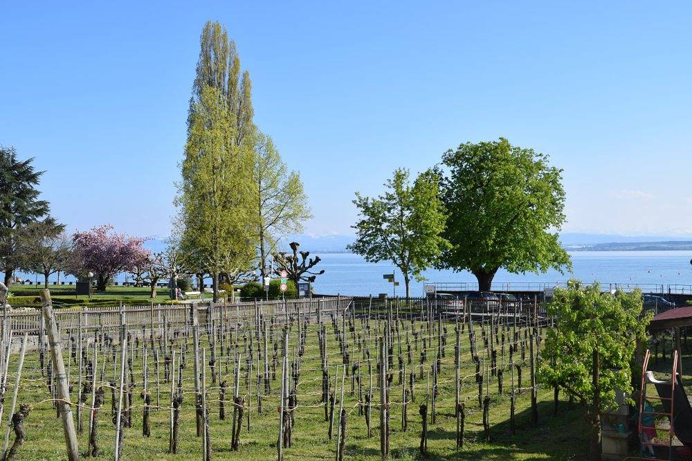 Ganze Ferienwohnung, Ferienhof Mecking - Doppelzimmer mit Dusche und Wc in Hagnau am Bodensee, Region Bodensee-Oberschwaben