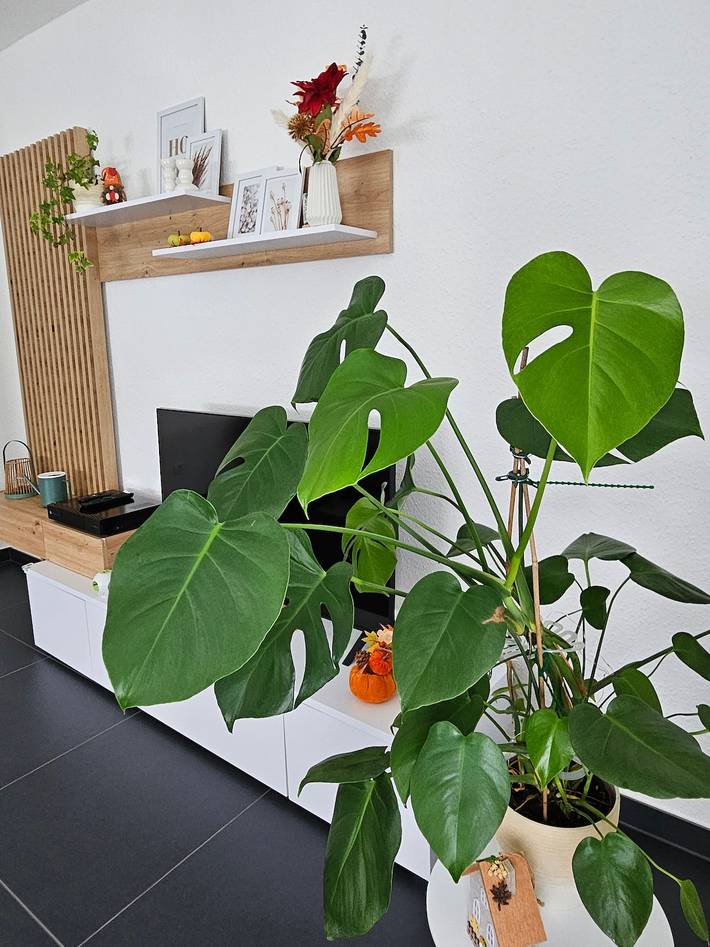 Ganze Wohnung, Fewo Elya, privater Garten, ruhige Lage, Outlet in Iversheim, Bad Münstereifel