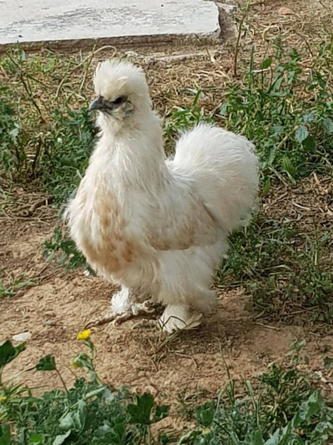 Camping pour 5 personnes, avec jardin ainsi que terrasse et vue près du Canal du Midi - 2