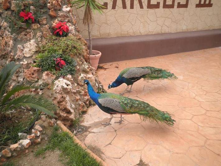 Ferienpark für 5 Personen, mit Terrasse und Garten sowie Pool und Kinderpool in Spanien - 4