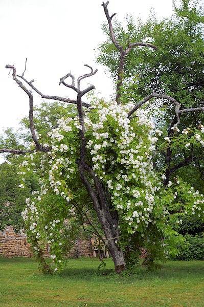 Location de vacances pour 2 personnes, avec jardin dans Parc national de forêts - 4