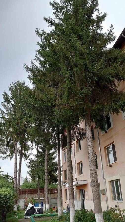 Appartement entier, Pink Boutique in Walachia