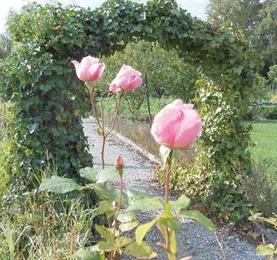 Maison d’hôte pour 2 personnes, avec vue et jardin à Abbeville - 4