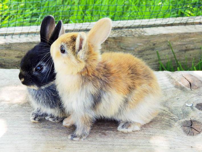 Bauernhof für 3 Personen, mit Garten in Oberbayern - 4