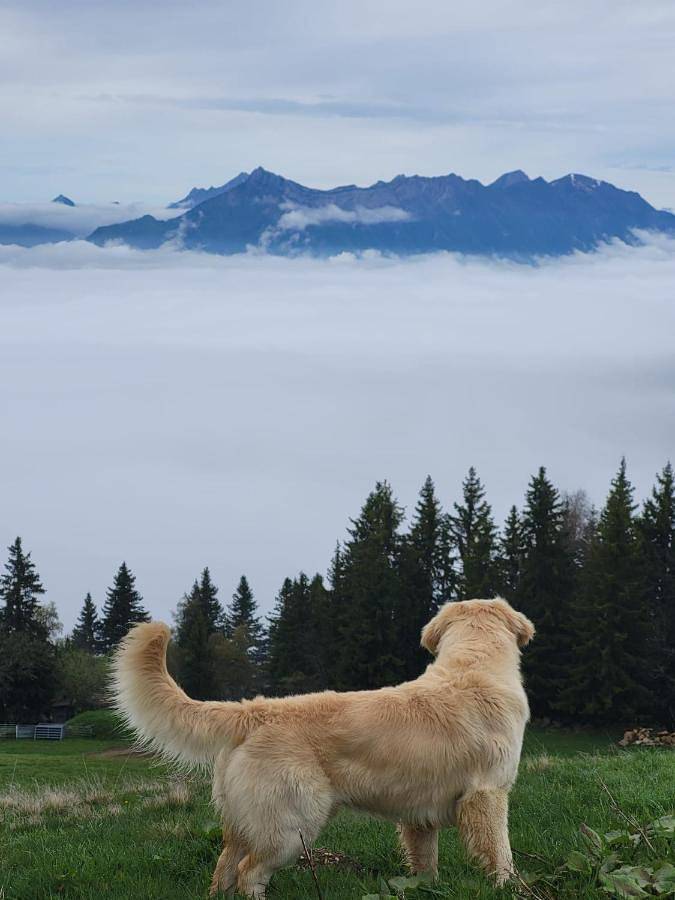 Gîte pour 6 personnes, avec piscine ainsi que balcon et vue dans Le Collet d'Allevard - 2