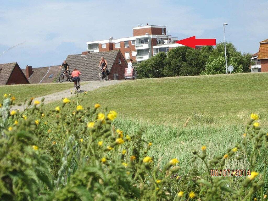 Lüttje Strandflieder in Norderney