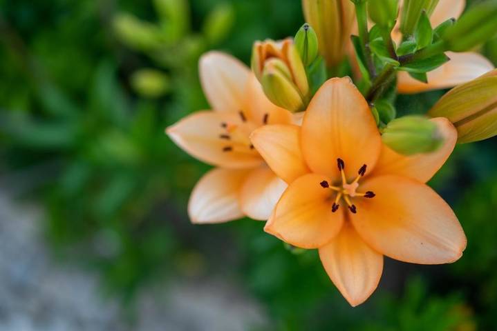 Apartamento rural para 4 personas, con vistas además de jardín y piscina en Distrito de Vila Real - 4