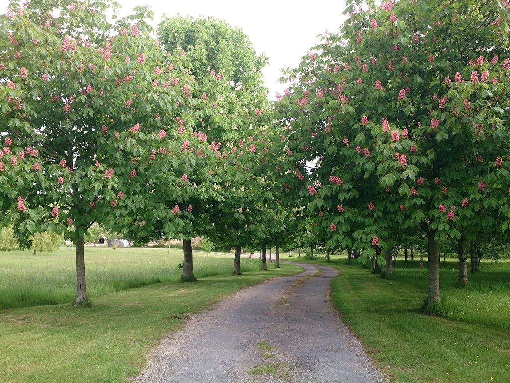 Chambre d'hôtes "Bois de Rose" et "Bois d'Erable" - Chambre Bois de Rose in Sainte-Thérèse-en-Pays-de-Falaise, Région de Caen