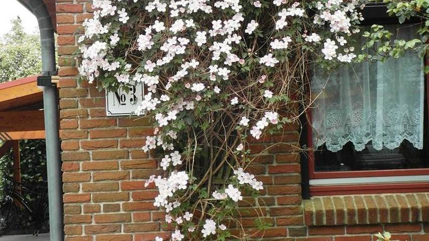 Ferienhaus für 5 Personen, mit Garten und Terrasse in Olpenitzdorf - 2