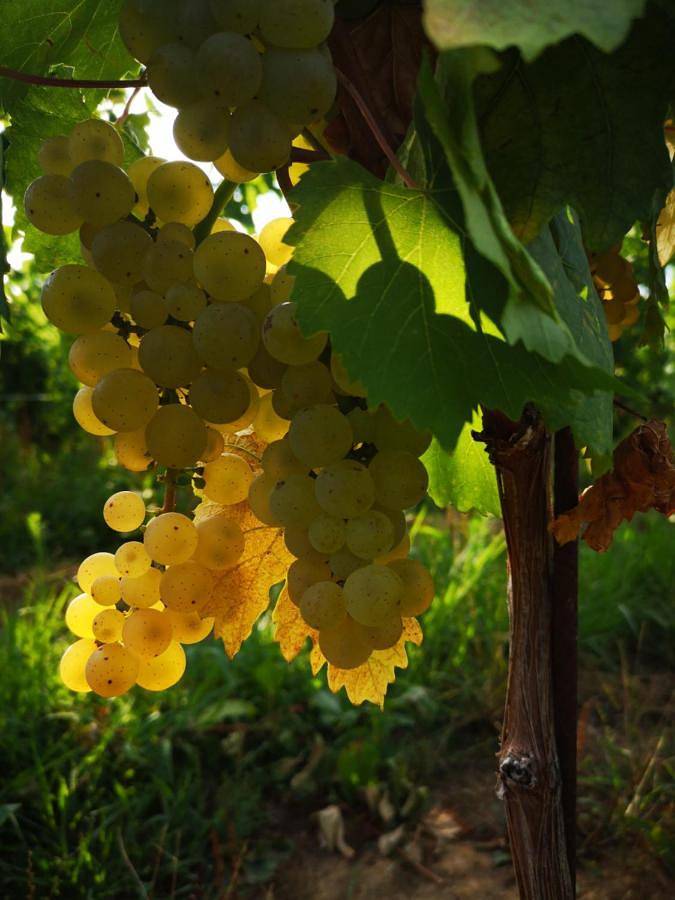 Location de vacances pour 2 personnes, avec jardin et terrasse à Prepotto - 3