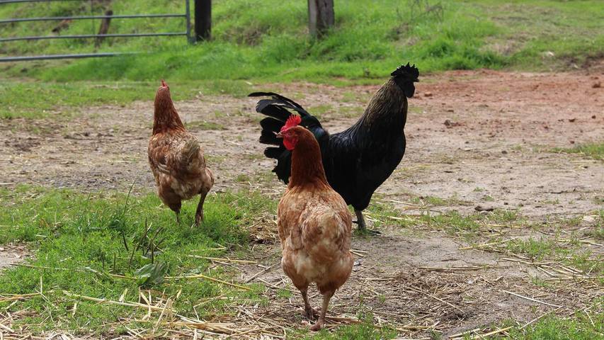 Ferienhaus für 20 Personen, mit Terrasse und Garten in Niedersachsen - 3