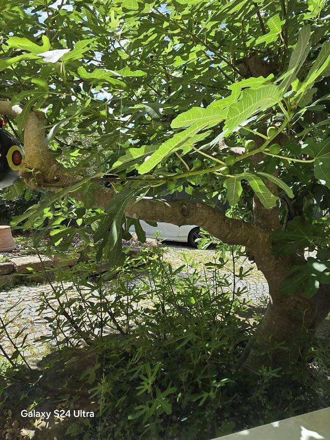 Gîte pour 2 personnes, avec jardin ainsi que vue et terrasse à La Wantzenau - 3