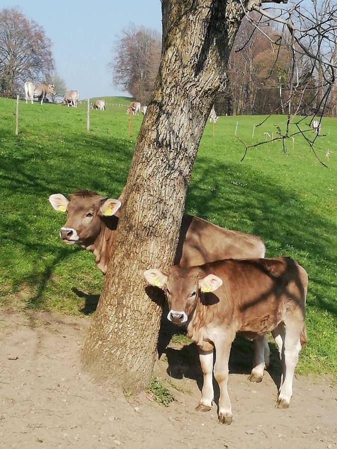 Ferienwohnung für 6 Personen, mit Ausblick und Garten in St. Gallen