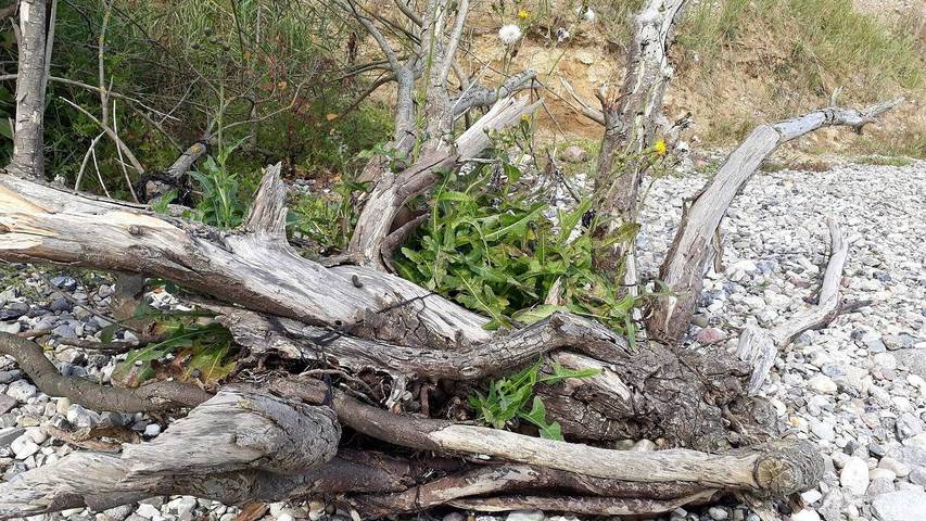 Ferienhaus für 7 Personen, mit Garten in Flovt Strand - 4