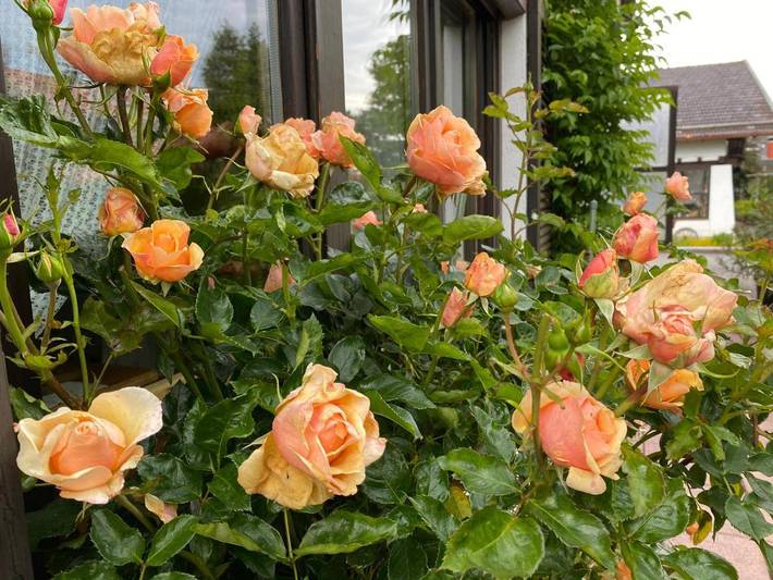 Ferienhaus für 6 Personen, mit Balkon und Terrasse sowie Garten und Ausblick in Holzkirchen - 4