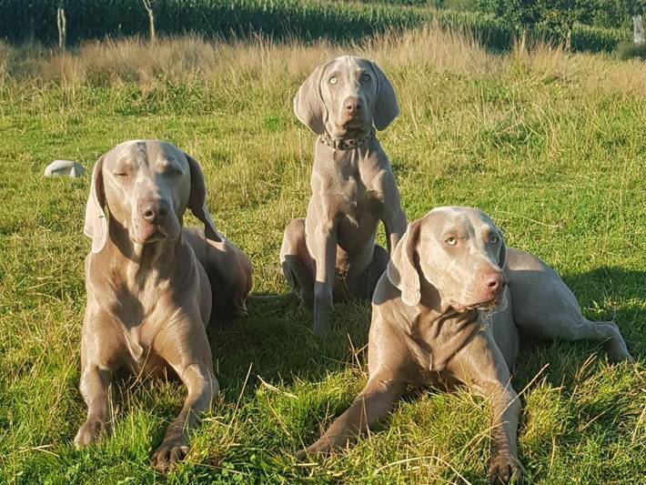 Location de vacances pour 6 personnes, avec jardin et vue, animaux acceptés à Parigné - 4