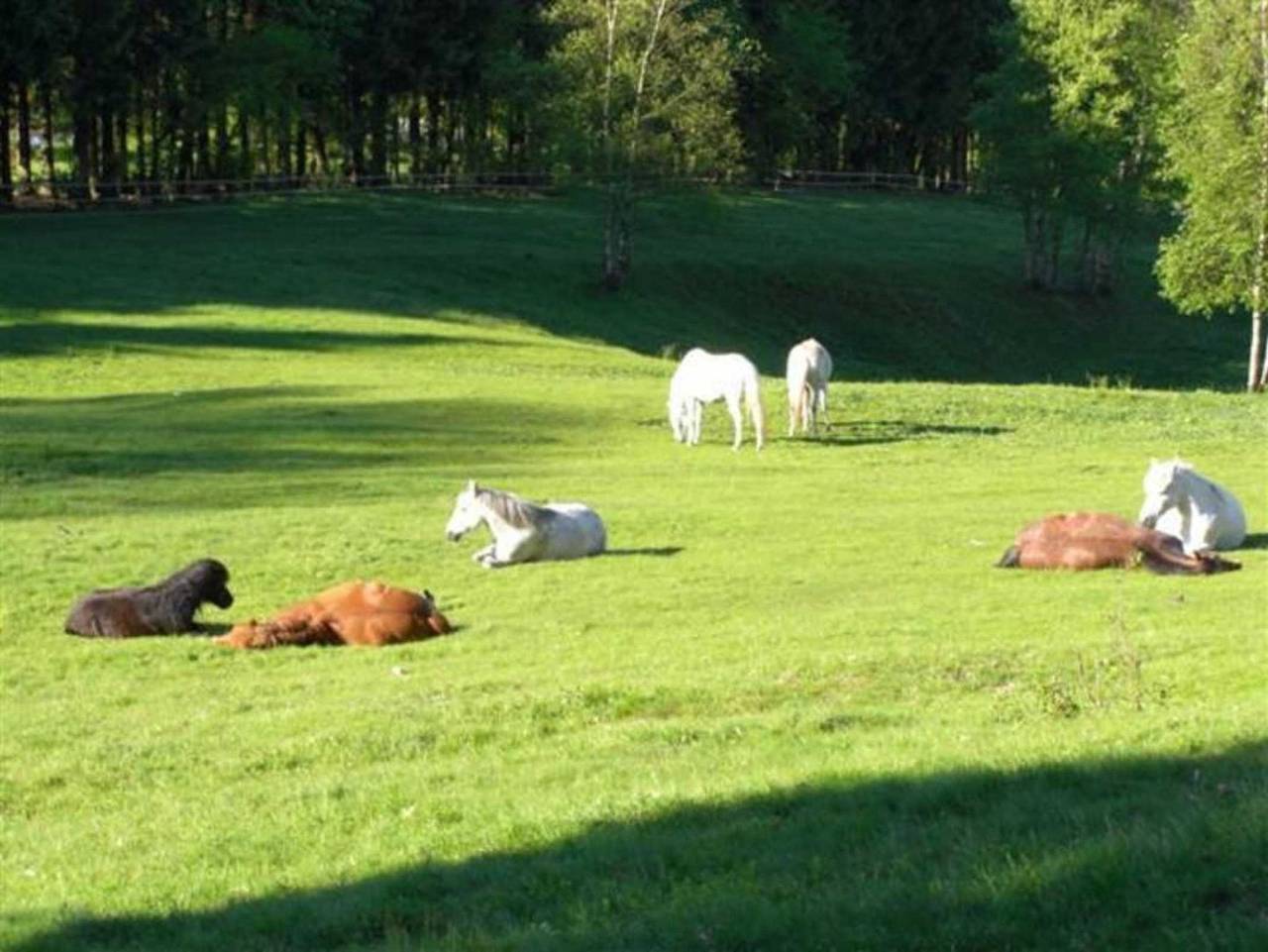 Ganze Ferienwohnung, Ferienwohnung Hoher Weg in Clausthal-Zellerfeld, Harzvorland