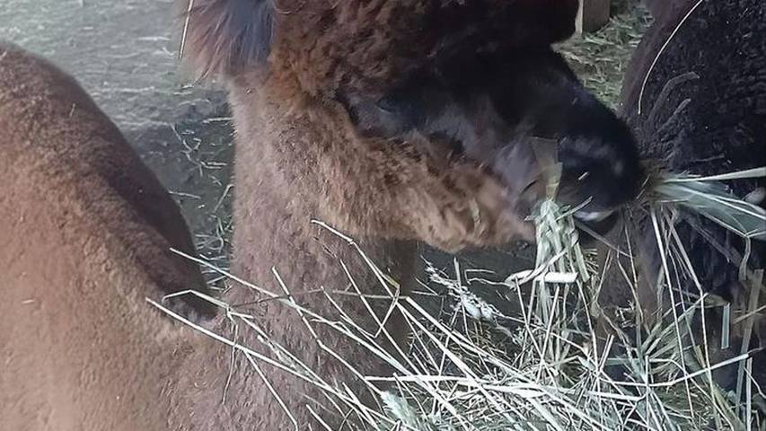 Ferienwohnung für 4 Personen, mit Balkon in Arzl im Pitztal - 2