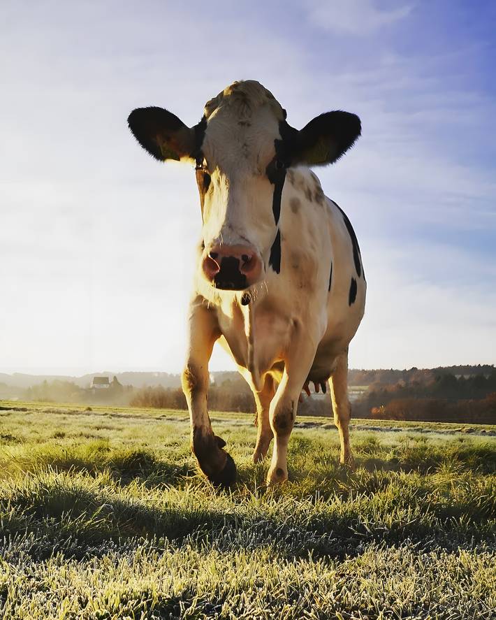 Bauernhof für 4 Personen, mit Garten am Bodensee - 2