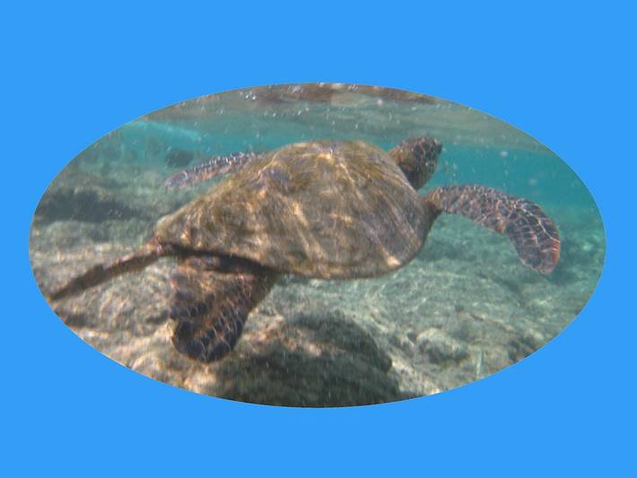 Vacation rental for 4 people, with garden and terrace as well as pool in Kailua-Kona