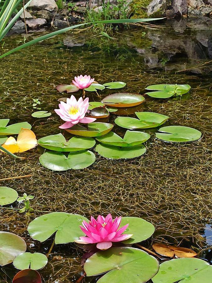 Tente pour 5 personnes, avec jardin ainsi que piscine et vue dans le Puy-de-Dôme - 2