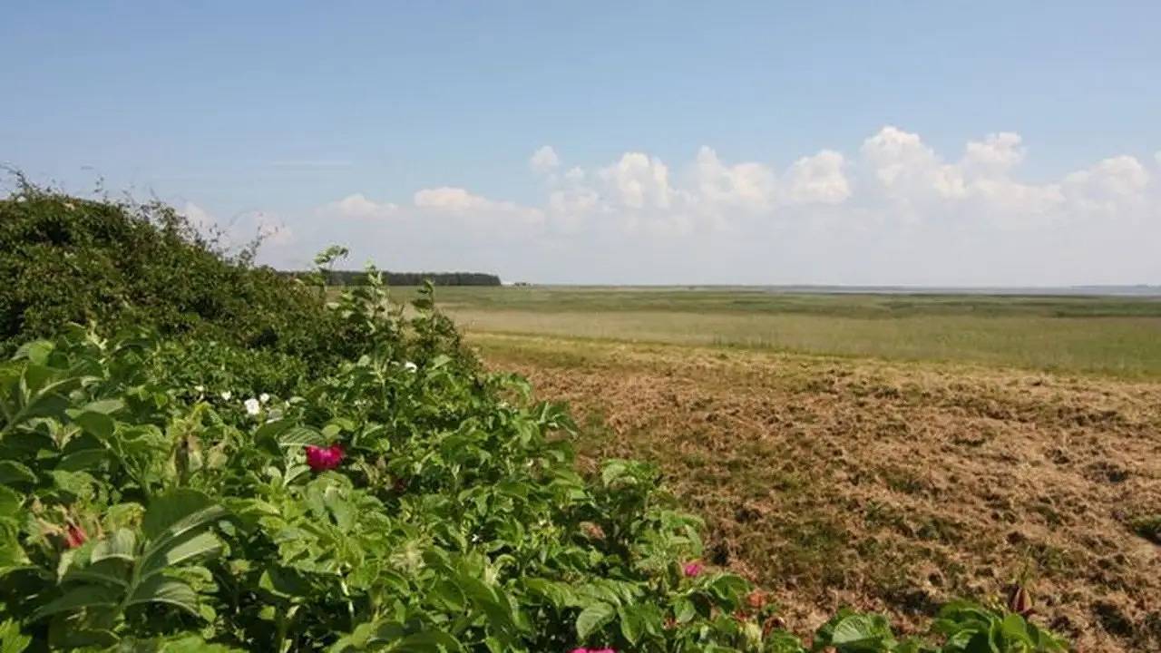 Ganze Ferienwohnung, Ferienwohnung für 2 Personen (43 m²) in Rantum (Sylt) in Rantum, Sylt (Gemeinde)